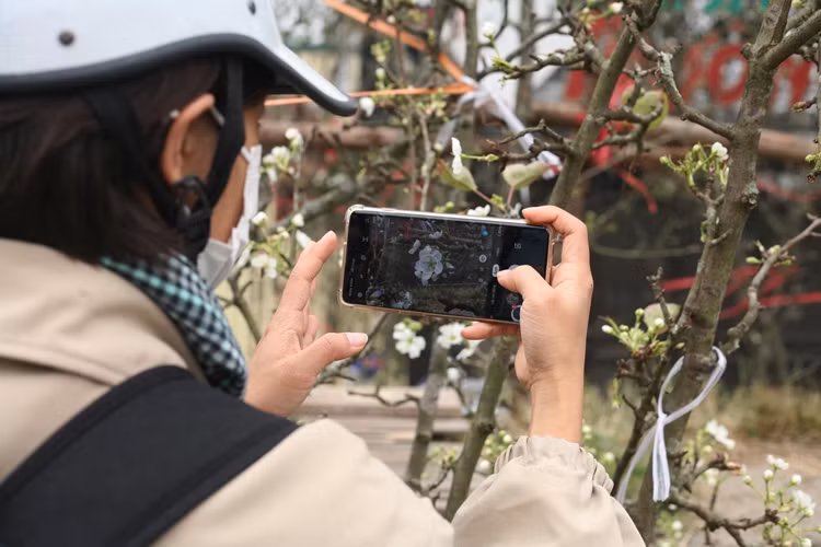 Một cô gái đi đường mê mẩn, tranh thủ lưu lại vẻ trắng muốt của hoa lê.