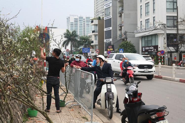 Hoa lê trắng bung nở cuốn hút khách sành chơi ở Hà Nội.