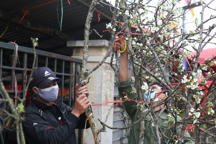 Những cành lê trắng lần lượt được khách mua.