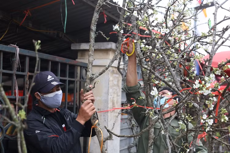 Những cành lê trắng lần lượt được khách mua.