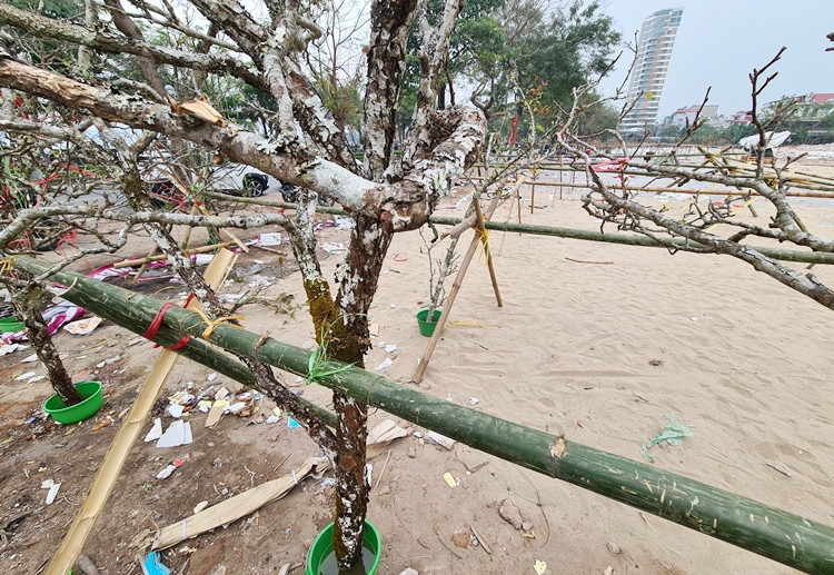 Giá của một cành lê trắng nhỏ giao động khoảng vài trăm nghìn, cành lớn và cổ giá từ 5-7 triệu đồng/cành.