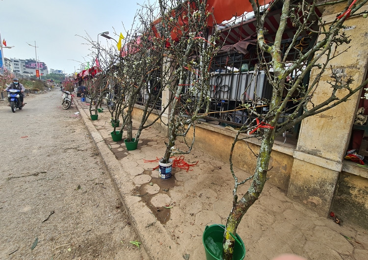 Lê trắng được bày bán dọc con phố đê Âu Cơ (Hà Nội).