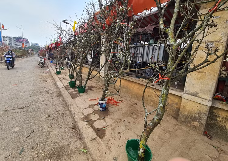 Lê trắng được bày bán dọc con phố đê Âu Cơ (Hà Nội).