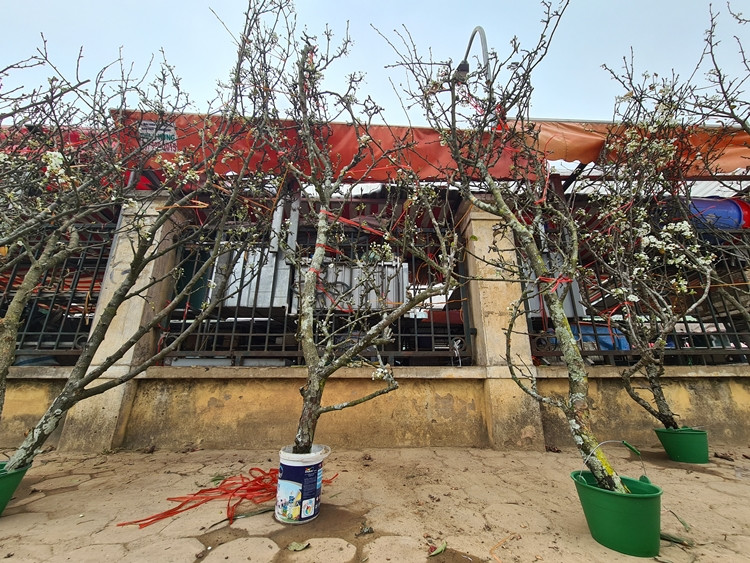 Những cành lê có thế đẹp, cổ thụ chờ khách đến mua.