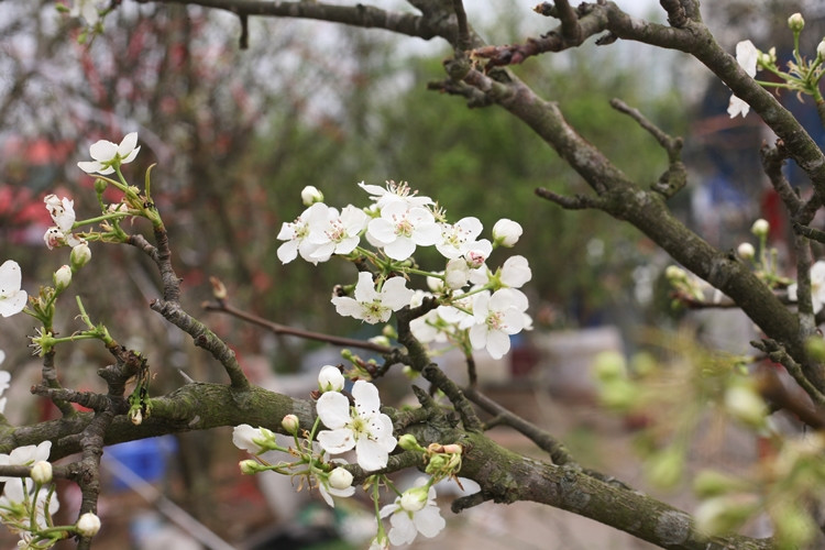 Hoa lê nở nhiều đợt, mỗi đợt kéo dài từ 10-15 ngày và nở đẹp nhất đúng dịp rằm tháng Giêng. Nếu cành lê có nhiều nụ, được người chơi chăm sóc kỹ hoa có thể kéo dài từ 1-2 tháng.