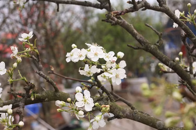 Hoa lê nở nhiều đợt, mỗi đợt kéo dài từ 10-15 ngày và nở đẹp nhất đúng dịp rằm tháng Giêng. Nếu cành lê có nhiều nụ, được người chơi chăm sóc kỹ hoa có thể kéo dài từ 1-2 tháng.