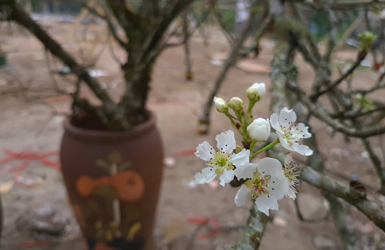 Những cành hoa lê được lên bình chờ khách mua.