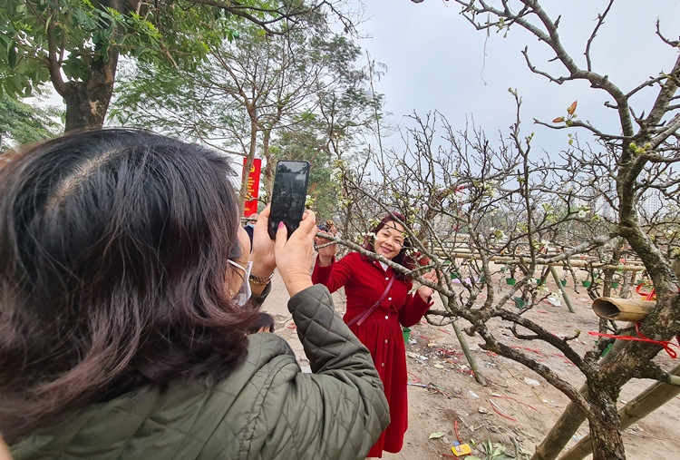 Nhiều chị em phụ nữ cũng đua nhau tạo dáng, lưu lại khoảnh khắc bên hoa lê trắng.