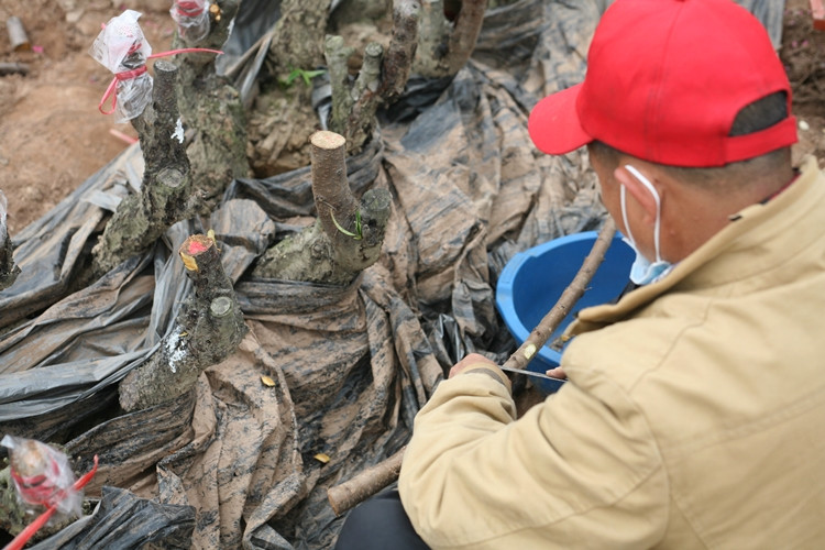 Hoặc chủ vườn tiến hành ghép gốc.