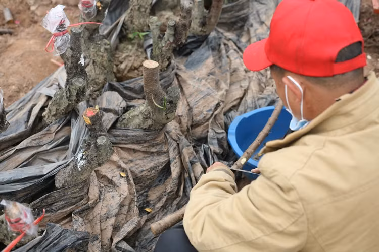 Hoặc chủ vườn tiến hành ghép gốc.