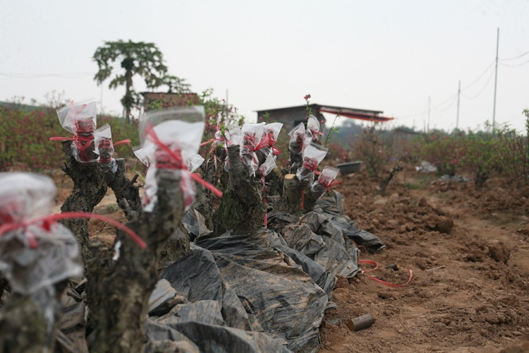 Những cây đào ghép được chăm sóc tốt, đến mùa đào Tết tiếp theo có thể cung ứng ra thị trường.