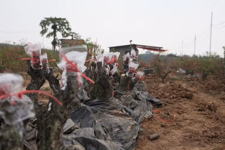 Những cây đào ghép được chăm sóc tốt, đến mùa đào Tết tiếp theo có thể cung ứng ra thị trường.