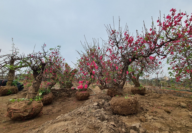 Những gốc đào Nhật Tân nhộn nhịp “về vườn” sau nhiều ngày “chơi” Tết Nguyên đán Tân Sửu.
