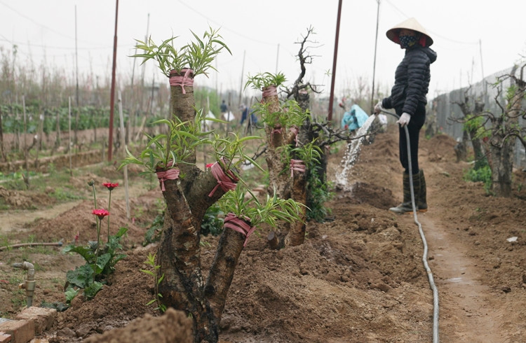 Những gốc đào đưa về sớm nhanh chóng được người dân trồng lại, chăm sóc cẩn thận để kịp có sản phẩm phục vụ khách hàng vào mùa Tết năm sau.