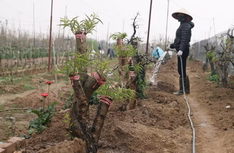 Những gốc đào đưa về sớm nhanh chóng được người dân trồng lại, chăm sóc cẩn thận để kịp có sản phẩm phục vụ khách hàng vào mùa Tết năm sau.