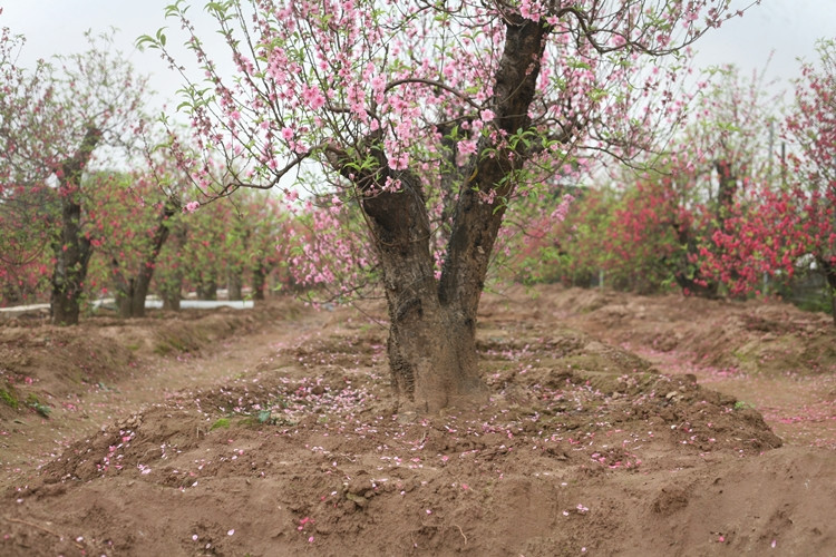Đối với những gốc đào cổ thụ ế, không bán được dịp Tết này, người trồng sẽ cắt tỉa theo ý muốn và tiếp tục chăm sóc.