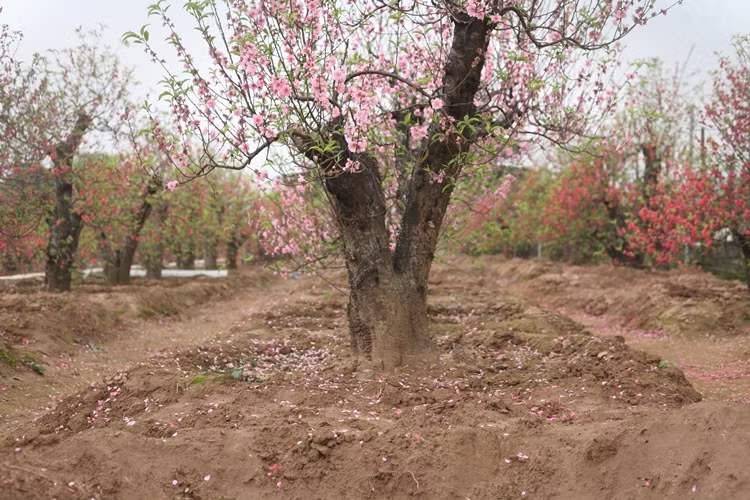 Đối với những gốc đào cổ thụ ế, không bán được dịp Tết này, người trồng sẽ cắt tỉa theo ý muốn và tiếp tục chăm sóc.