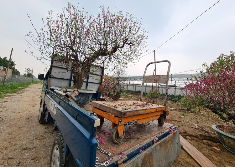 Một chủ vườn cho biết, năm nay, thời tiết nắng ấm nên hoa đào nở rộ vì vậy công việc thu gom, trồng lại đào sau Tết được triển khai sớm hơn.