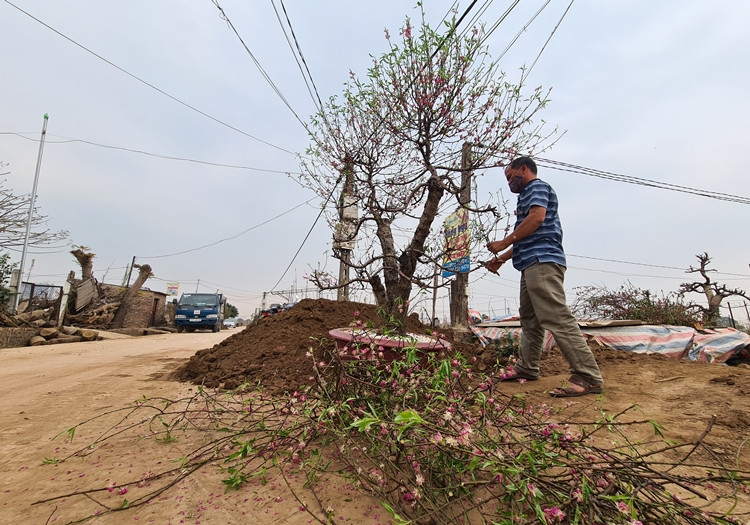 Những gốc đào Nhật Tân cho thuê Tết, sau khi gom về sẽ được chủ vườn cắt tỉa cành lá theo ý muốn trước khi đem trồng vào đất đã chuẩn bị.