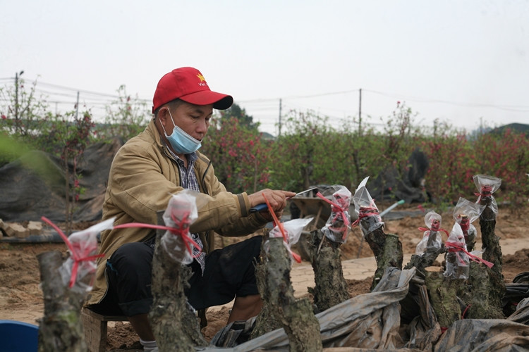 Mỗi điểm ghép, tùy độ lớn nhỏ của gốc sẽ được chủ vườn ghép chọn ghép một hay nhiều mắt.