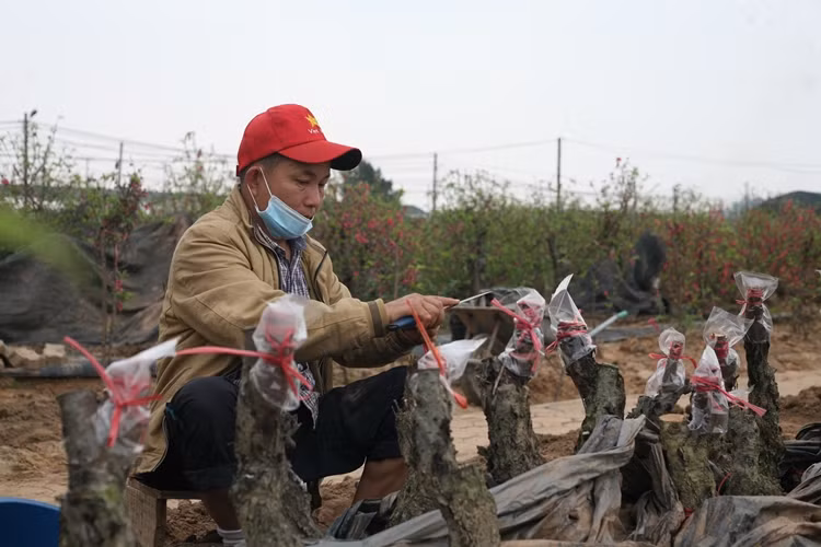 Mỗi điểm ghép, tùy độ lớn nhỏ của gốc sẽ được chủ vườn ghép chọn ghép một hay nhiều mắt.