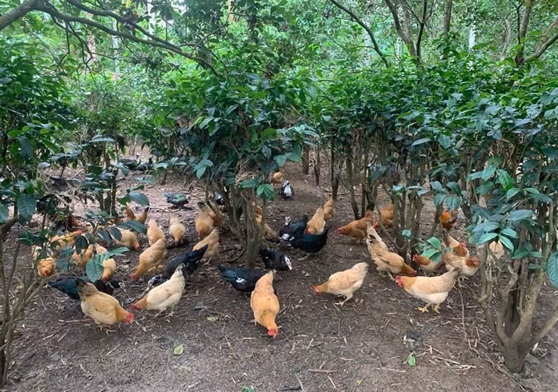 Ngay an moi, toi leo cay: Dac pham tien Vua tram nam tuoi vung ‘Dat lua’-Hinh-4