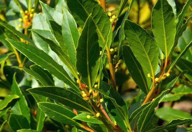 Xay loai la gia vi nay rai gian bep, gian khong con tru ngu-Hinh-4