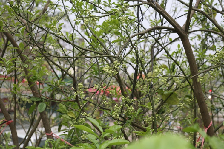 Những chùm nụ bưởi to sắp bung nở hoa trên cành.