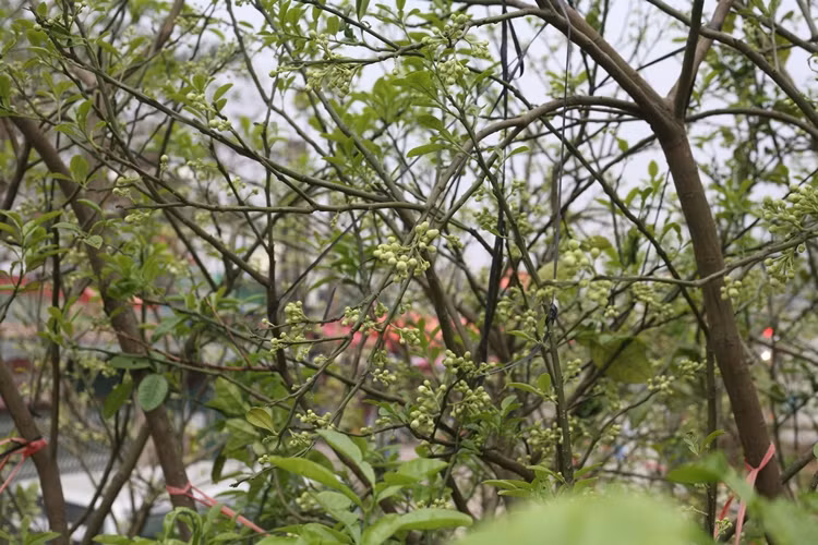 Những chùm nụ bưởi to sắp bung nở hoa trên cành.