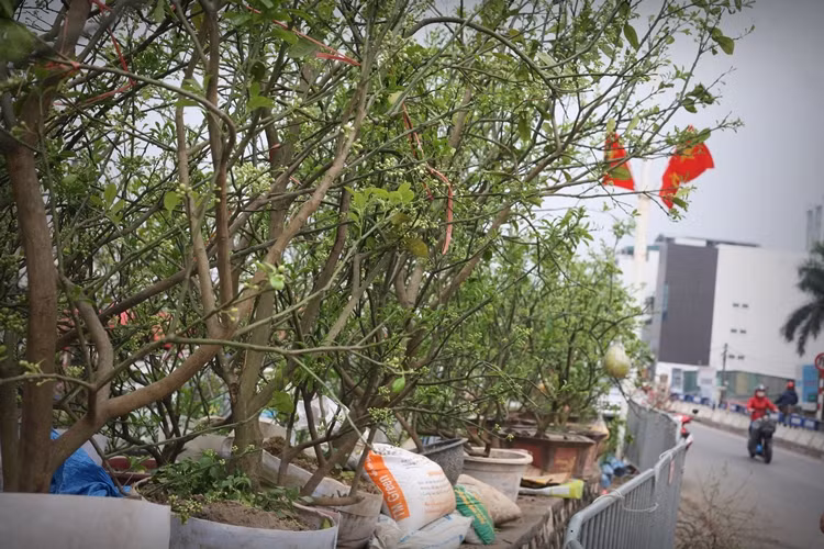 Hầu hết các gốc bưởi cảnh này đều cho ra rất nhiều nụ, có thể nở hoa đúng chính vụ tháng 3.