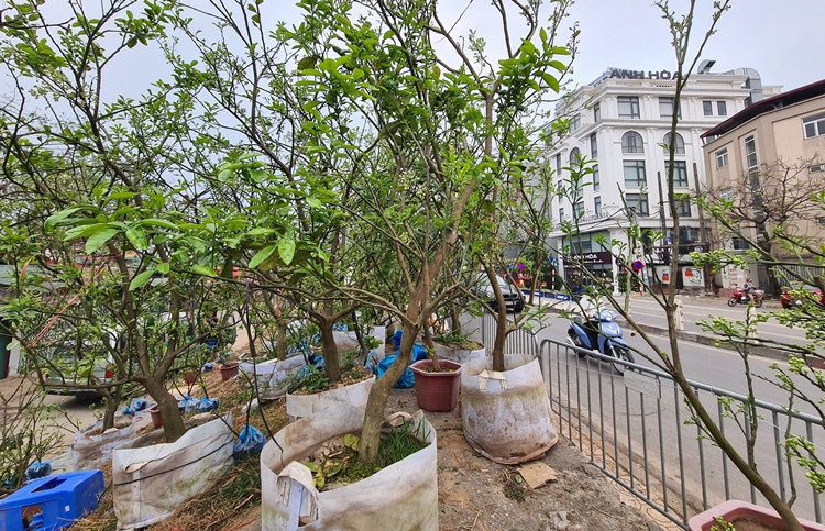 Nhiều gốc bưởi cảnh được một nhà vườn từ Văn Giang (Hưng Yên) đưa đến bày bán ở khu vực đường Âu Cơ (gần chợ hoa Quảng Bá, Hà Nội) sau Tết Nguyên đán Tân Sửu 2021 đang thu hút nhiều thượng khách.