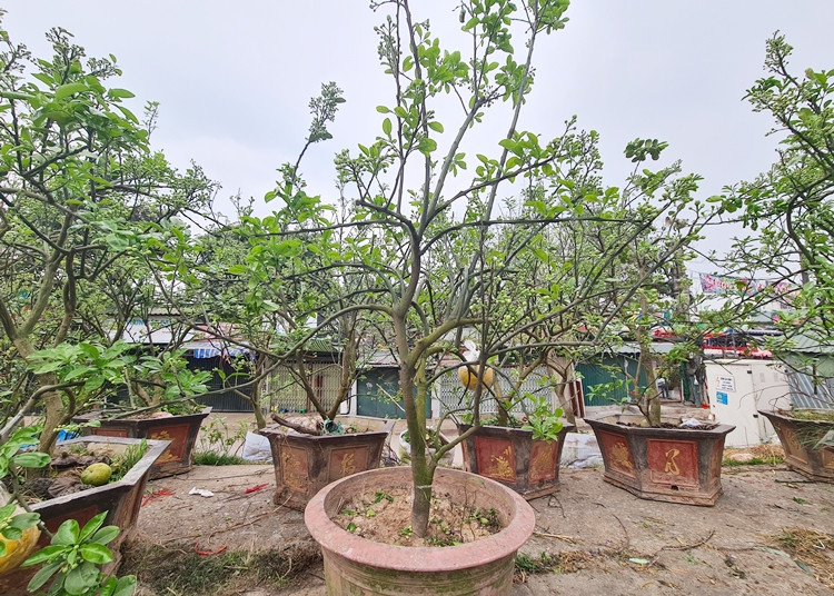 Những gốc bưởi đầy nụ, xếp thành hàng dọc đường đê Âu Cơ chờ thượng khách sau Tết Nguyên đán.