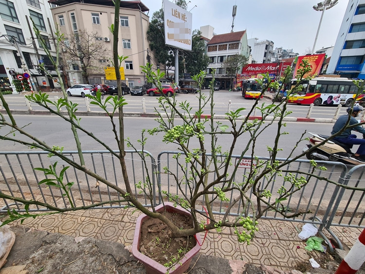 Một vài gốc bưởi được ghép tạo những thế vô cùng độc đáo.