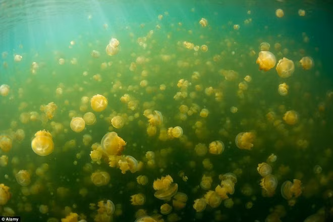 Hồ nước nhiều tảo này từng thông với Thái Bình Dương. Khi mực nước biển hạ xuống, những con sứa bị cô lập trong hồ và thoát khỏi nguy cơ bị kẻ thù ăn thịt. Theo thời gian, nọc độc của chúng yêu dần đi, khiến du khách có thể bơi giữa chúng mà không gặp nguy hiểm.