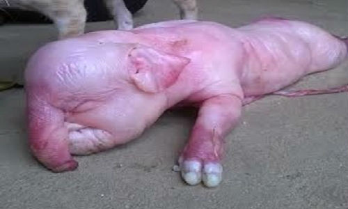 Heo con sinh ra có vòi giống vòi voi