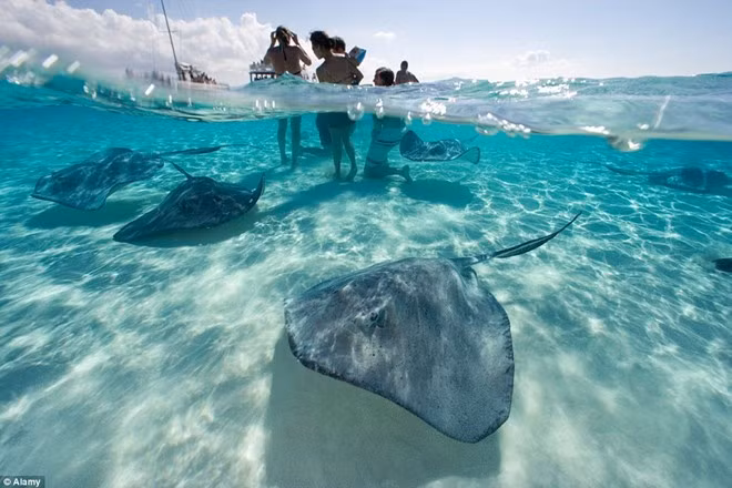 Khu vực này của quần đảo Cayman nổi tiếng với hệ động vật phong phú, các bãi biển nước nông là nơi lý tưởng để du khách chơi đùa và lặn cùng cá đuối khổng lồ.