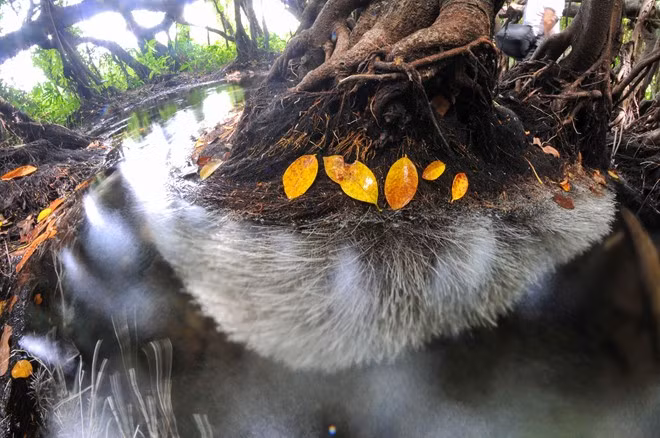 Khi lội xuống dưới làn nước mát lạnh để tìm góc ảnh, chúng tôi thấy những bộ rễ trắng muốt của cây si tỏa ra theo dòng nước. Quay ngược tấm hình, bạn sẽ thấy bộ rễ tạo hình như một cây nấm khổng lồ.