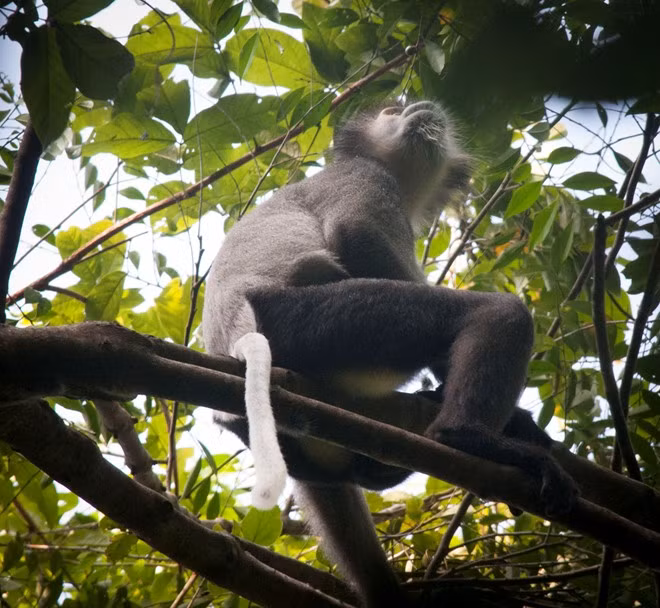 Một con voọc ngồi vắt vưởng trên cây. Rừng già Nam Cát Tiên có một khu bảo tồn sinh vật. Sau 30 phút chờ đợi, chúng tôi mới chụp được những bức ảnh này.