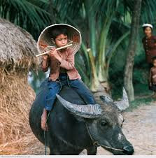 Hình ảnh những em bé chăn trâu thổi sáo đã gắn liền với tuổi thơ của không biết bao nhiêu người. Ảnh: Tienphong.