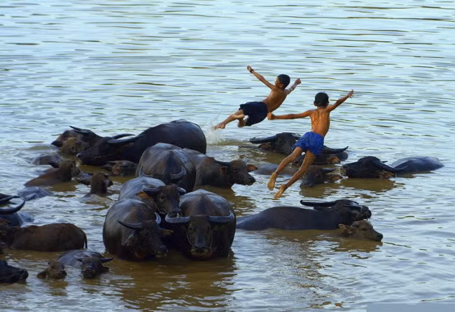 Những đứa trẻ hồn nhiên vô tư tha hồ vùng vẫy cùng đàn trâu dưới làn nước mát lạnh. Ảnh: Socialfeed.