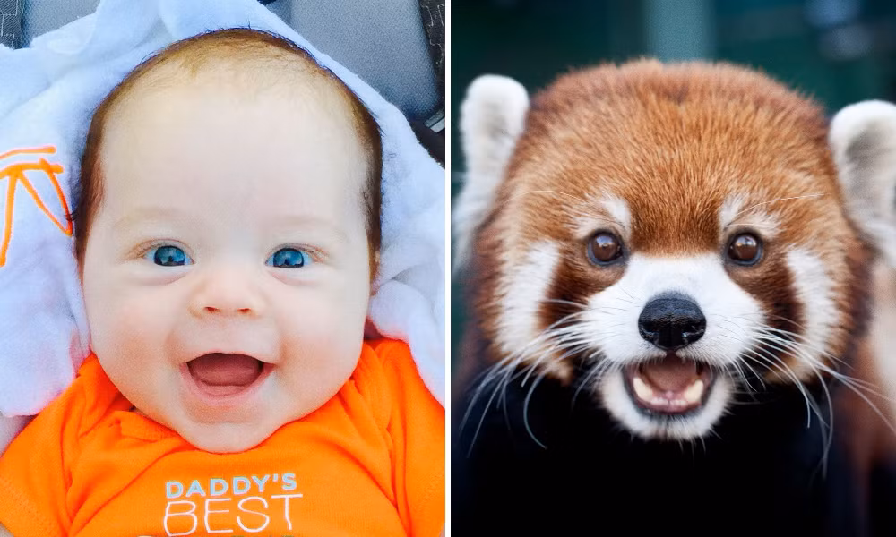 Đôi mắt long lanh của bé giống hệt với chú gấu mèo đáng yêu này. Ảnh: Brightside.