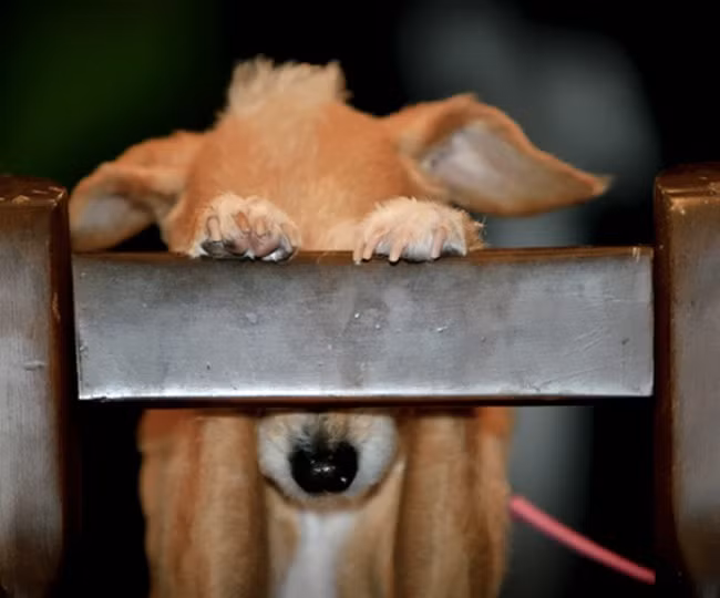Chú cún này có cách trốn chủ cực đáng yêu.