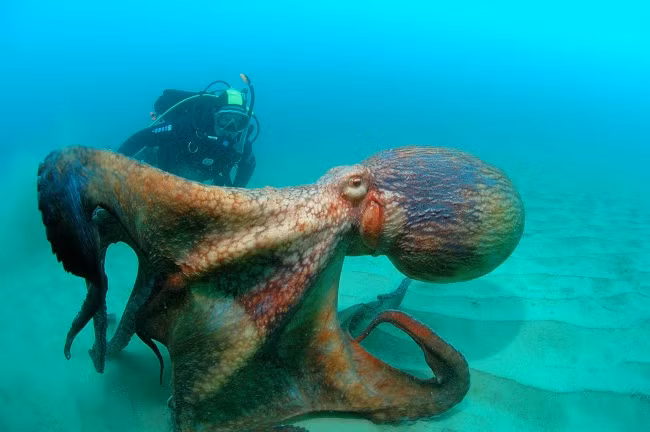 Một con bạch tuộc khổng lồ có chiều dài còn lớn hơn cả người thợ lặn.