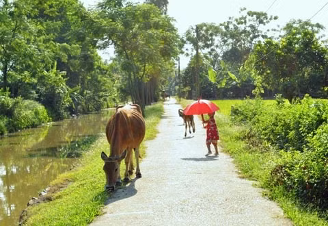 Em bé này lại cảm thấy lạ lẫm và cứ ngoái đầu lại ngắm chú bò đang gặm cỏ bên đường. Ảnh: Baodansinh.
