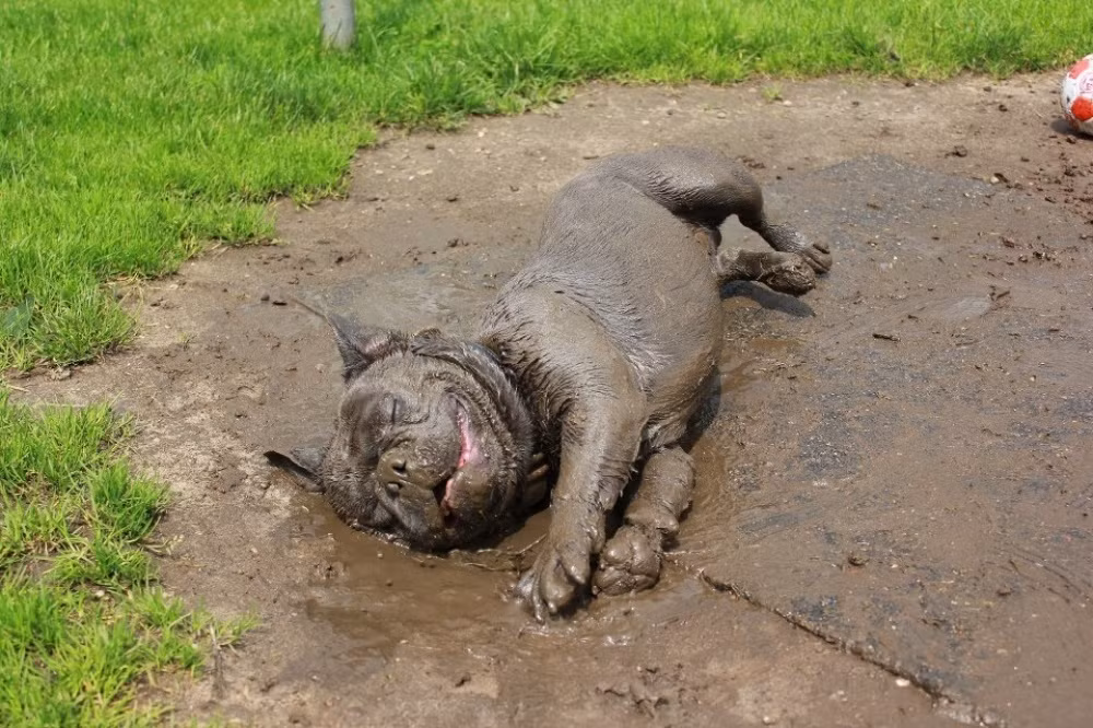 Hình ảnh một chú chó với nụ cười mãn nguyện sau khi tắm bùn. Ảnh: Brightside.