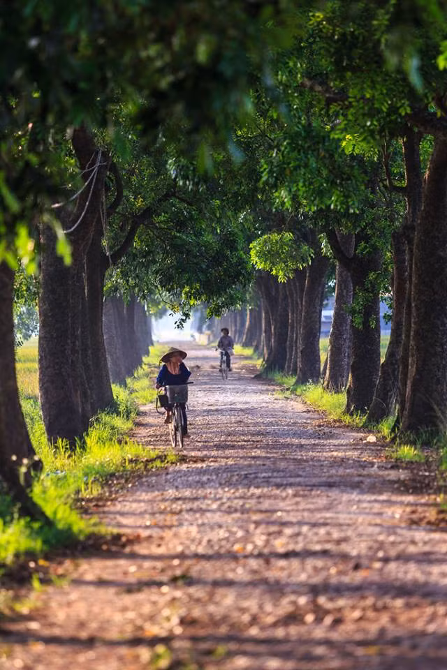 Con đường làng với hai hàng cây cổ thụ, không biết bao nhiêu thế hệ đã từng đi dưới bóng mát của hai hàng cây này. Ảnh: Hanoispanorama skylinegallery.