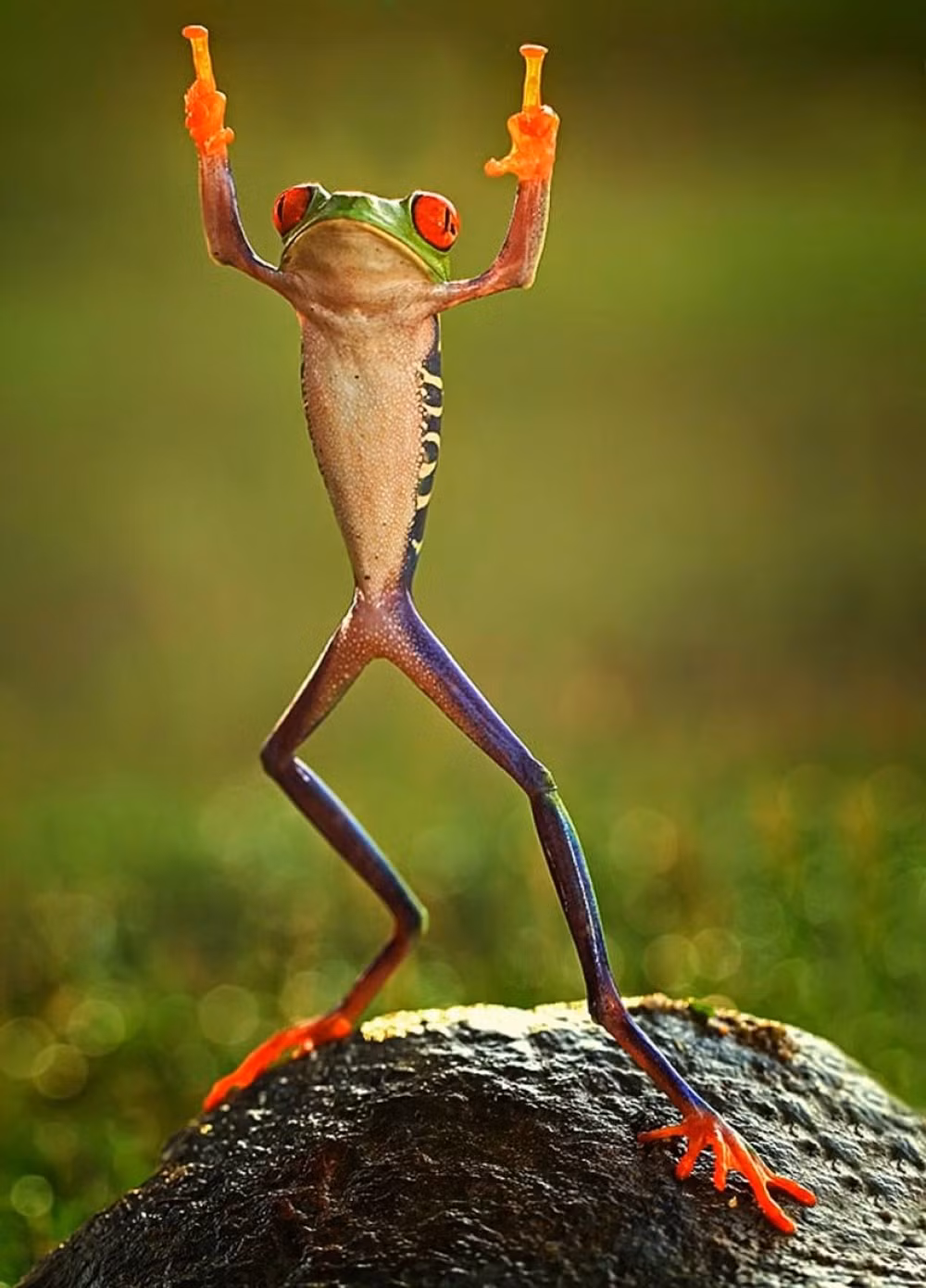 Chú ếch với dáng đứng rất oai phong.