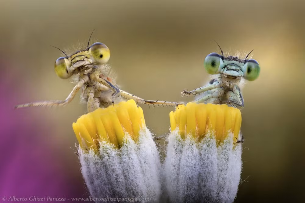 Ngay cả đến côn trùng cũng luôn có đôi có cặp với nhau.