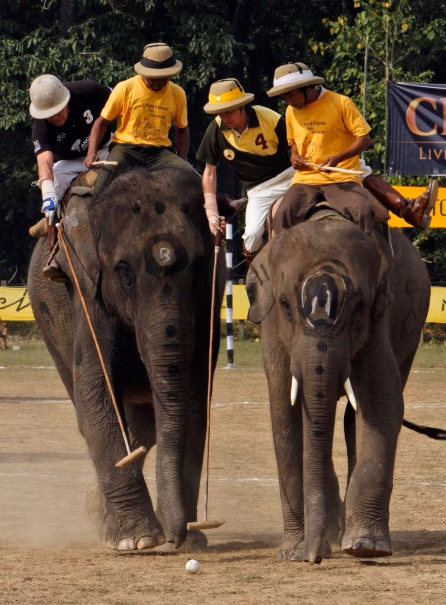 Môn cưỡi voi khều bóng. Có luật chơi tương tự với môn cưỡi ngựa chơi bóng nhưng vấn đề là voi chậm chạp và khó điều khiển hơn rất nhiều.