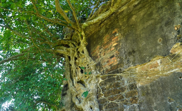 Bên trái cổng đền có thân và rễ của cây xanh ôm bám vào tường. (Ảnh: Dân Trí).